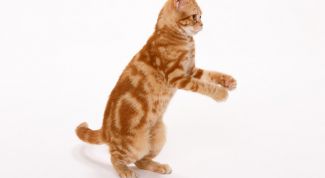 Картинка по теме - как приучить кота к рукам