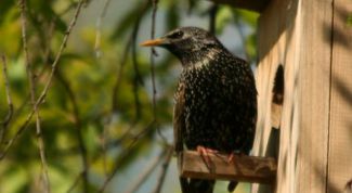 Картинка по теме - как сделать домик для птиц