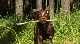 Картинка по теме - как приучать щенка к командам