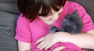 Картинка по теме - как приручить кота ходить в туалет