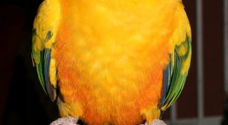 Картинка по теме - как учить попугая