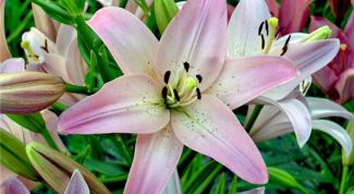 Картинка по теме - как размножать лилии