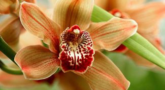 Картинка по теме - как растить орхидею