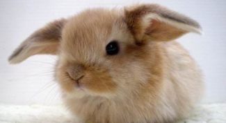 Картинка по теме - как продать кролика