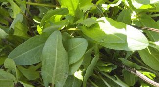 Картинка по теме - как сажать щавель