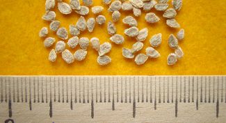 Картинка по теме - как сажать семена томатов