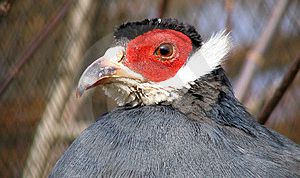 Картинка по теме - как разводить фазана