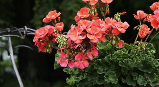 Картинка по теме - как рассадить герань