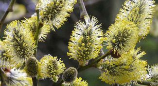 Картинка по теме - как вырастить вербу