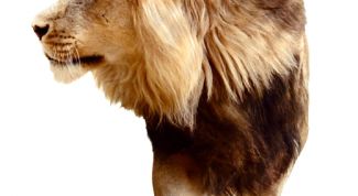 Картинка по теме - как приручить мужчину-льва