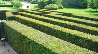 Картинка по теме - как сделать живую изгородь