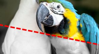 Картинка по теме - как сделать из цветного изображение чёрно-белое