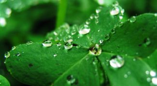 Картинка по теме - как сделать каплю в фотошопе