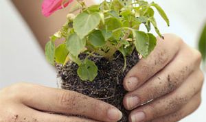 Картинка по теме - как разводить комнатные цветы