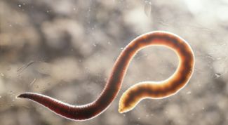 Картинка по теме - как распознать, что у тебя глисты