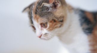 Картинка по теме - как приучить котёнка есть корм