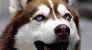 Картинка по теме - как прогнать собак