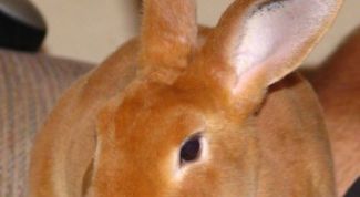 Картинка по теме - как разделать зайца