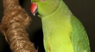 Картинка по теме - как сделать игрушку для попугая