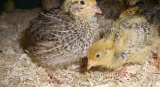 Картинка по теме - как сделать инкубатор для перепелов