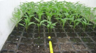 Картинка по теме - как пропарить землю