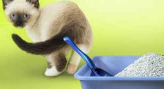 Картинка по теме - как приучить кота к горшку