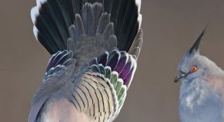 Картинка по теме - как приручить голубей