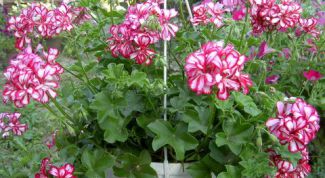 Картинка по теме - как размножать пеларгонию