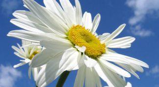 Картинка по теме - как принимать ромашку