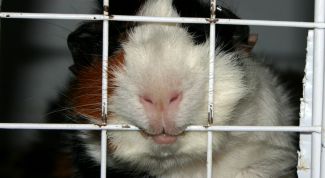 Картинка по теме - как сделать клетку для морских свинок