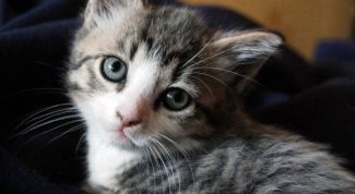 Картинка по теме - как различить, кот или кошка