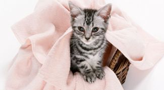 Картинка по теме - как приучить кота ходить в лоток