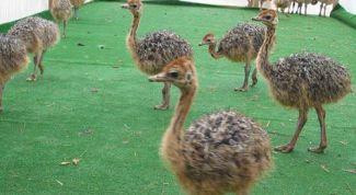 Картинка по теме - как разводить страусов