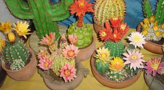 Картинка по теме - как рассадить кактусы