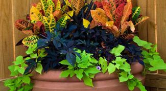 Картинка по теме - как размножать кротон