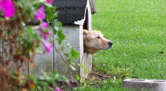 Картинка по теме - как сделать домик для собаки
