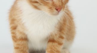 Картинка по теме - как приручить котёнка к туалету