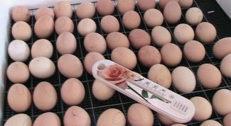 Картинка по теме - как сделать из холодильника инкубатор