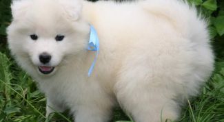 Картинка по теме - как растить щенков