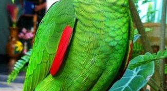 Картинка по теме - как различить самку попугая