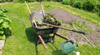 Картинка по теме - как размножить растение