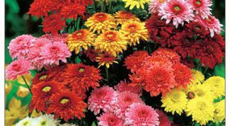Картинка по теме - как сажать хризантемы