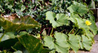 Картинка по теме - как выращивать патиссоны