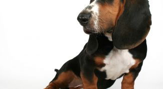 Картинка по теме - как приучить щенка таксы к туалету