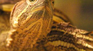 Картинка по теме - как сделать аквариум для черепах