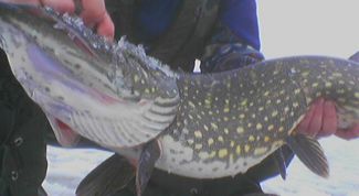 Картинка по теме - как сделать капкан для щуки