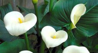 Картинка по теме - как выращивать каллы