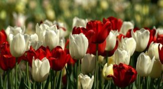 Картинка по теме - как рассаживать тюльпаны
