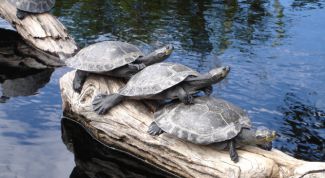 Картинка по теме - как сделать островок для черепахи
