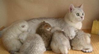 Картинка по теме - как случить кошек